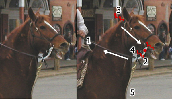 A Diagram of the Dangers of Riding a Horse Curb Bit with Contact