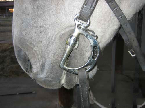  Photo of an Indoor Arena 