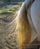 static horse tail
