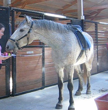  Horse Birthday Cake 