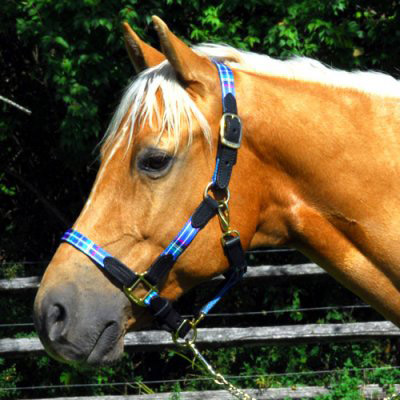 Blue Plaid Nylon Horse Halter with Leather Tabs