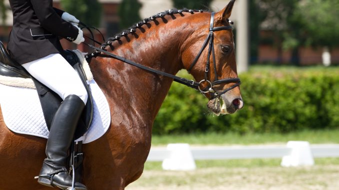 Equitation and Horsemanship Class Patterns – Lucky Pony Blog