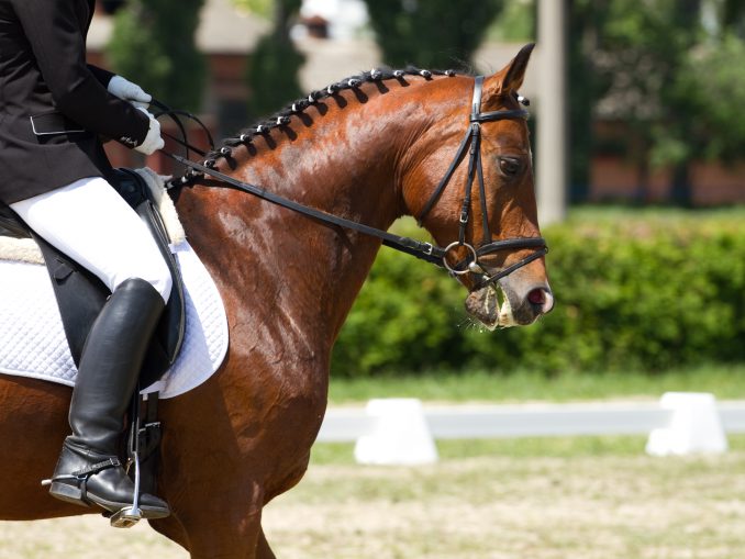 What is a Bitless Bridle? – Lucky Pony Blog