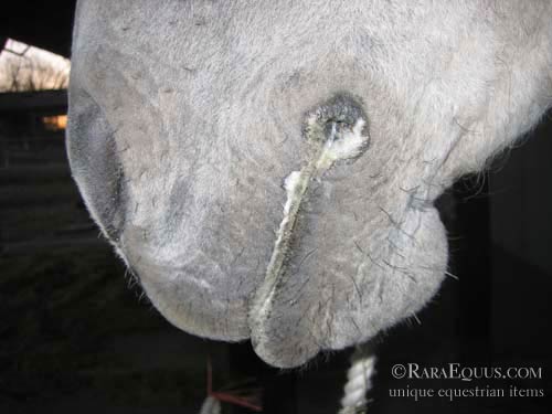 Foam Around Horse's Mouth