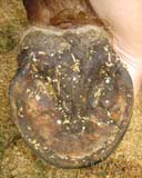 bottom horse hoof