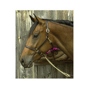 3/4" Wide Leather Show Halter
