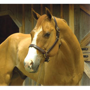 Leather Draft Horse Halter