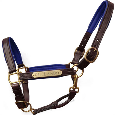 Luxury Padded Leather Halter - Brown with Blue Padding