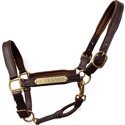 Luxury Padded Leather Halter - Brown with Brown Padding