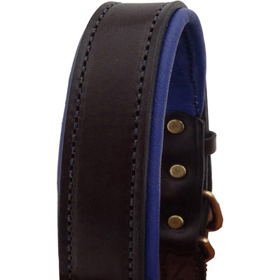Luxury Padded Leather Halter - Brown with Blue Padding