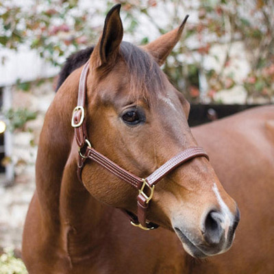 Eco-Friendly Triple Stitched Leather Halter