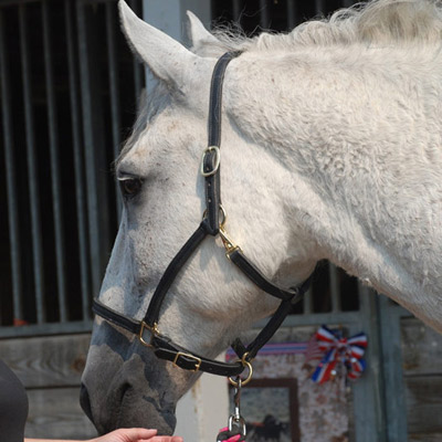 3/4" Wide Perri's Leather Turnout Halter