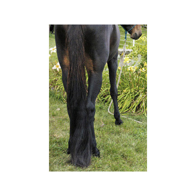 Trophy Tail 3 in 1 Horse Tail Extension - 1/2 Lb