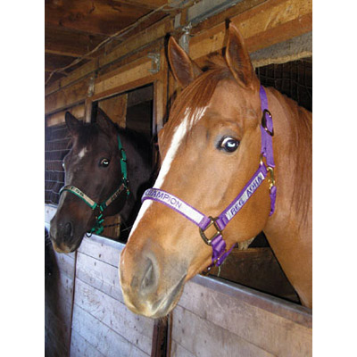 Purple & Lilac Nylon Overlay Halter 