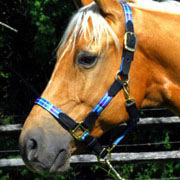 Blue Plaid Nylon Horse Halter with Leather Tabs