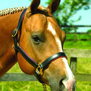 Luxury Padded Leather Halter 