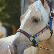 Custom Color Overlay Halter