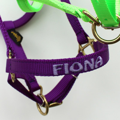  The Ultimate Custom Miniature Horse Nylon Halter