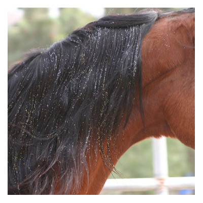 Glitter Mane Tail & Body Gel by Tail Tamer